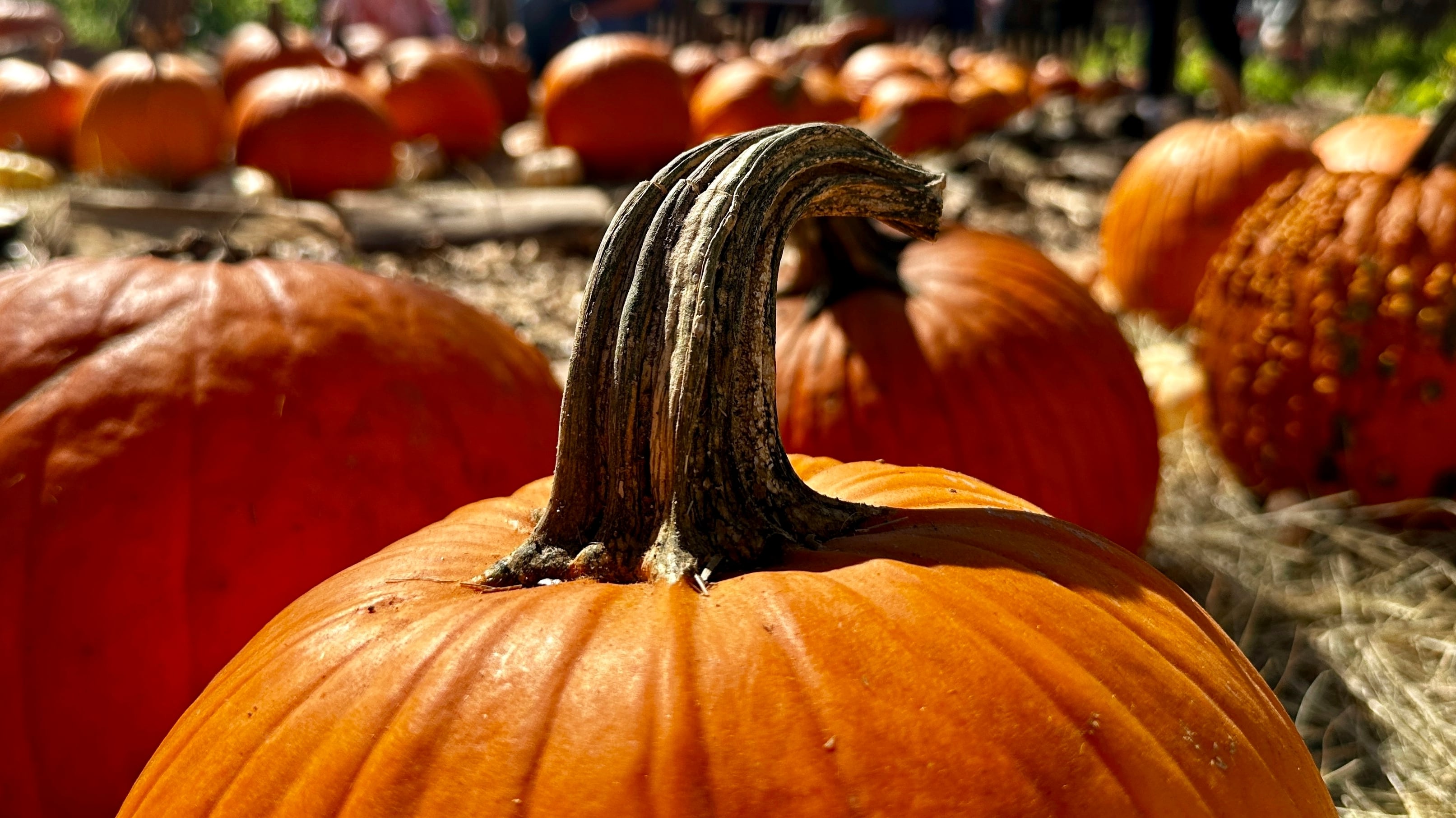 Wichita-Hutchinson Plus Pumpkin Patches Face Supply Shortage Due to Weather