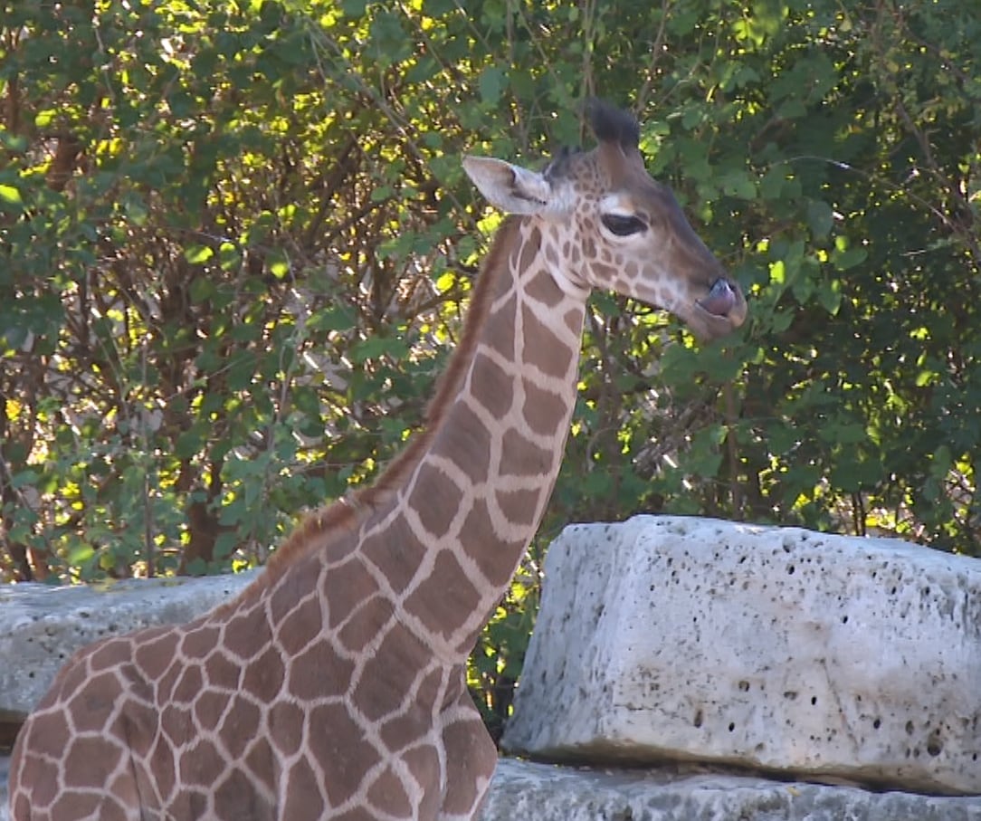 Premature Giraffe Calf Milani Thrives After C-Section at Tanganyika Wildlife Park