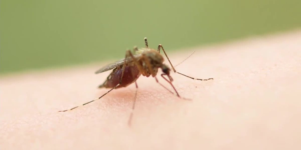 Kansas officials warn of rising West Nile risks after summer rainfall