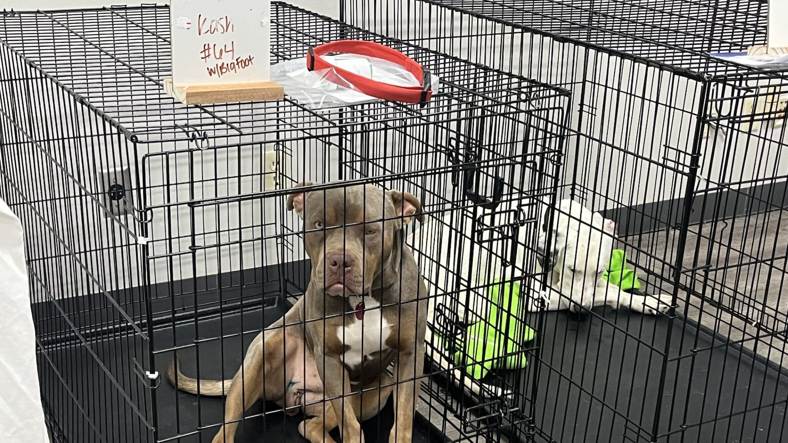 Wichita Rescue Wichita rescue receives $50k to help provide vet care for Hilltop community