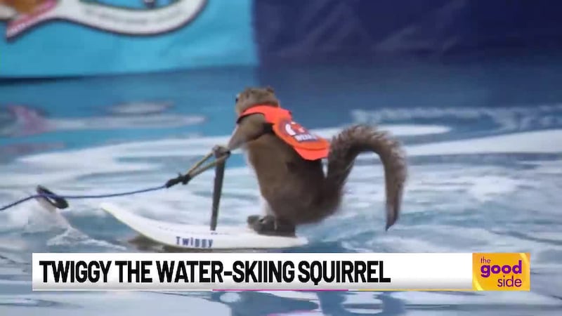 Twiggy, the water skiing squirrel