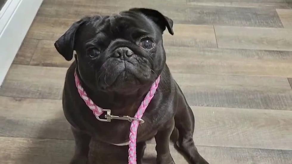 A Georgia family said an animal hospital employee secretly took a pug home after they paid to...