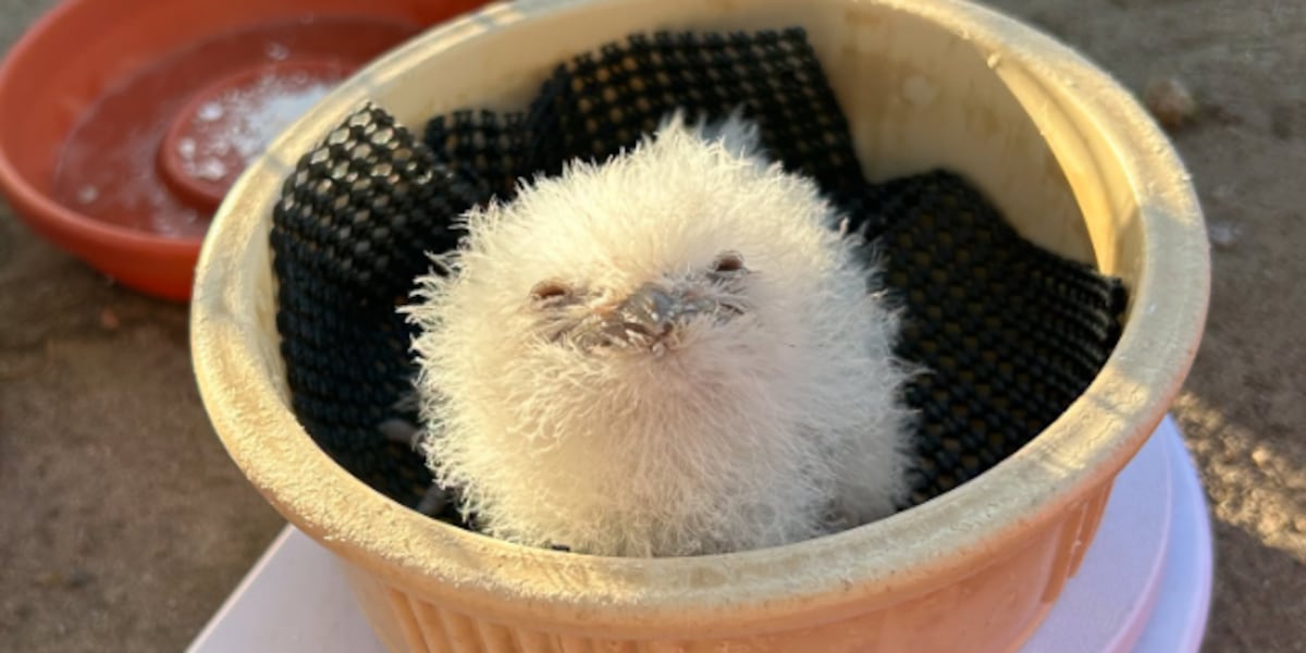 Sedgwick County Zoo introduces fledgling frogmouth chick