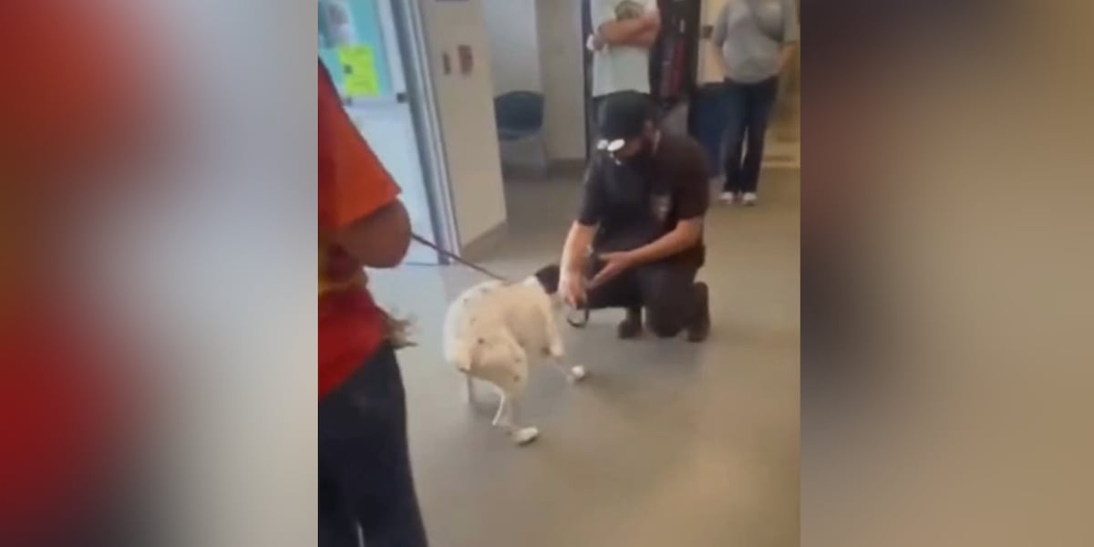 ‘Happy tears': Owner reunites with missing dog found 8 months later at animal shelter