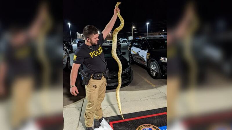 shelby township police spent wednesday night digging a... Police called to remove snake; turns out to be python