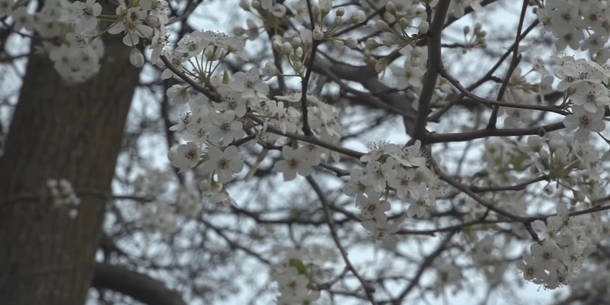 Free native trees given to Wichitans who cut down invasive pear trees