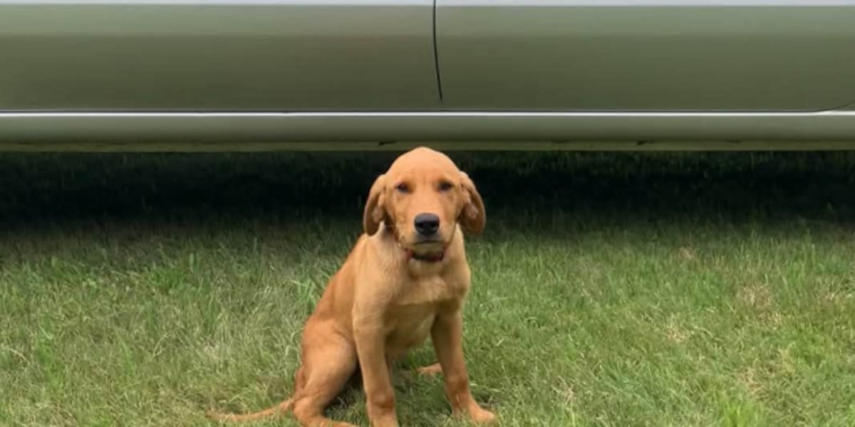 Kansas Game Warden crew announces additions of 3 new K9 partners