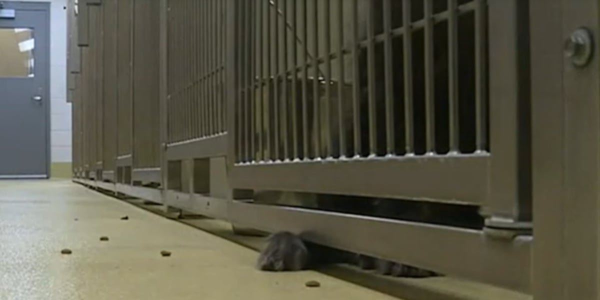 Wichita Rescue Wichita rescue expresses concerns over animal health law, impact on ...