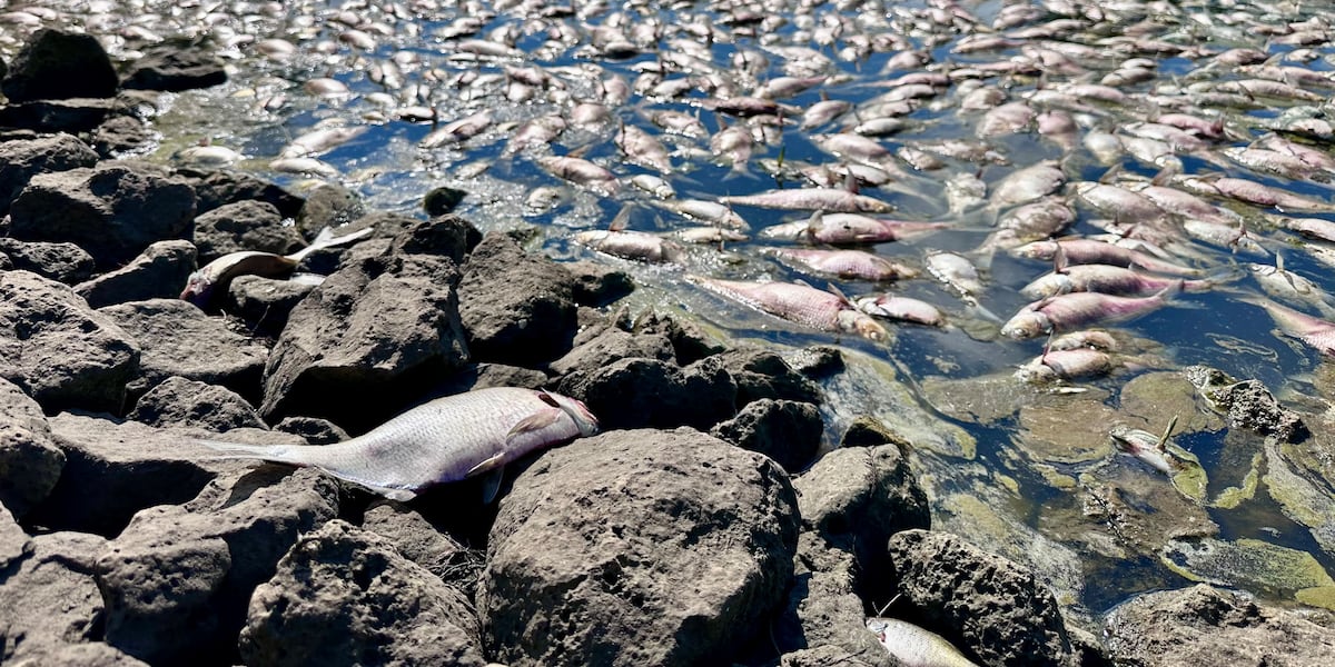 KDHE investigating after thousands of dead fish found floating in west Wichita pond