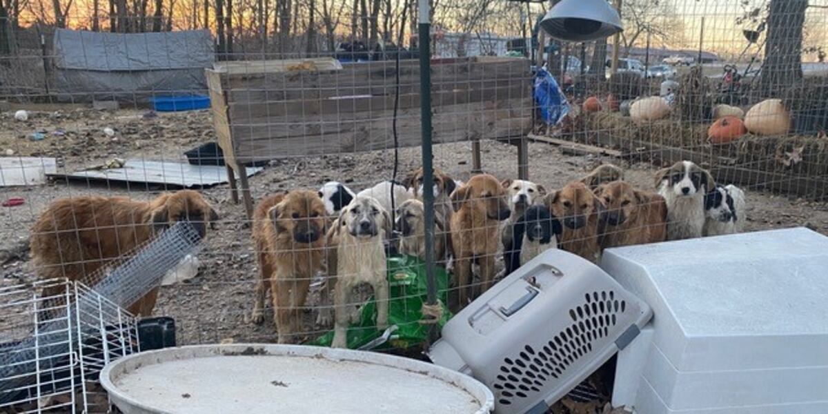 Humane Working Conditions 55 dogs rescued from ‘horrific conditions’ by humane society