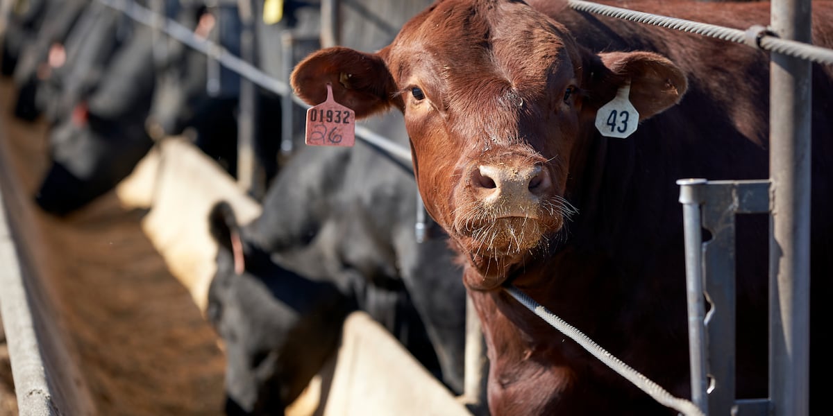 New W. Kansas feedlot stirs up dust: more jobs vs. health risk