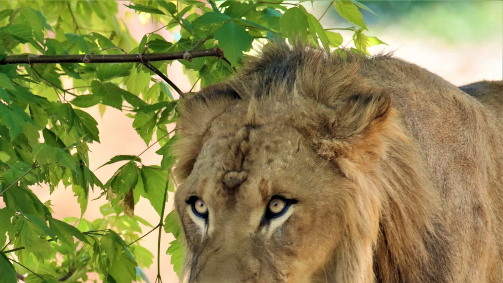 Male African lion arrives at Salina’s Rolling Hills Zoo