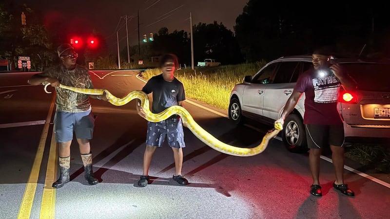 A large python was caught after being spotted in part of the Midlands late Monday.