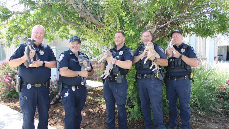 Five puppies that were abandoned in the parking lot of a Walmart in McPherson, and their mama,...