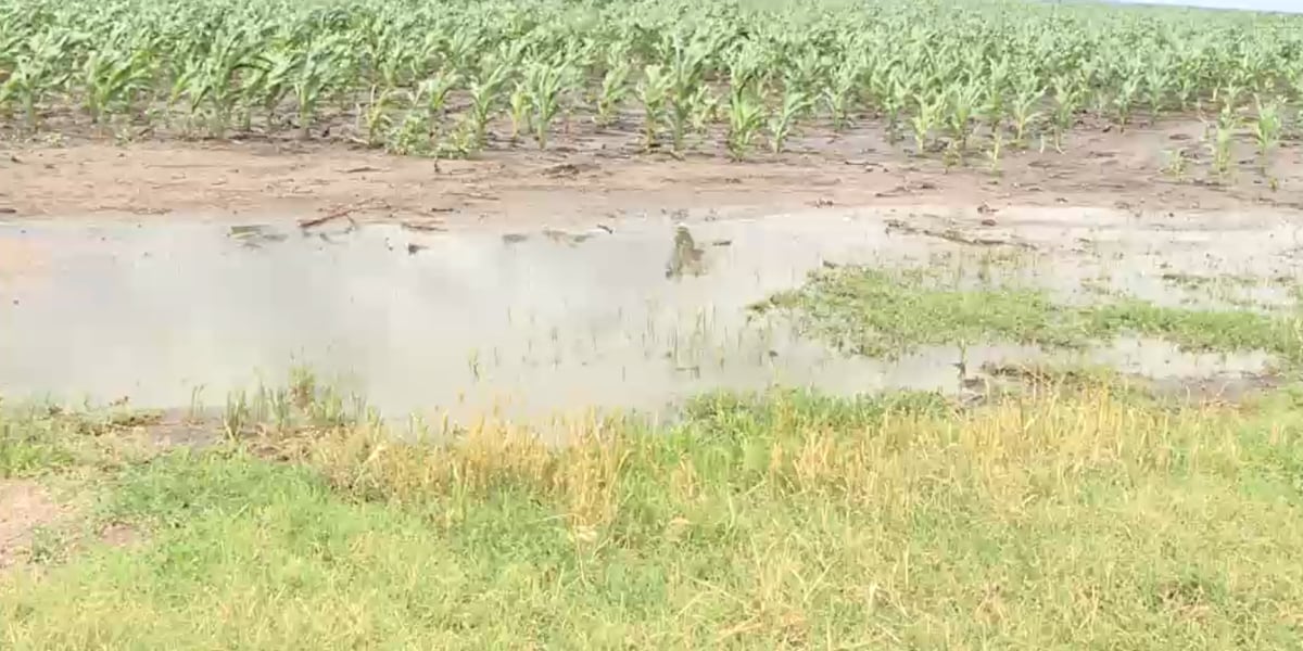 Flooded fields a temporary problem for otherwise grateful farmers