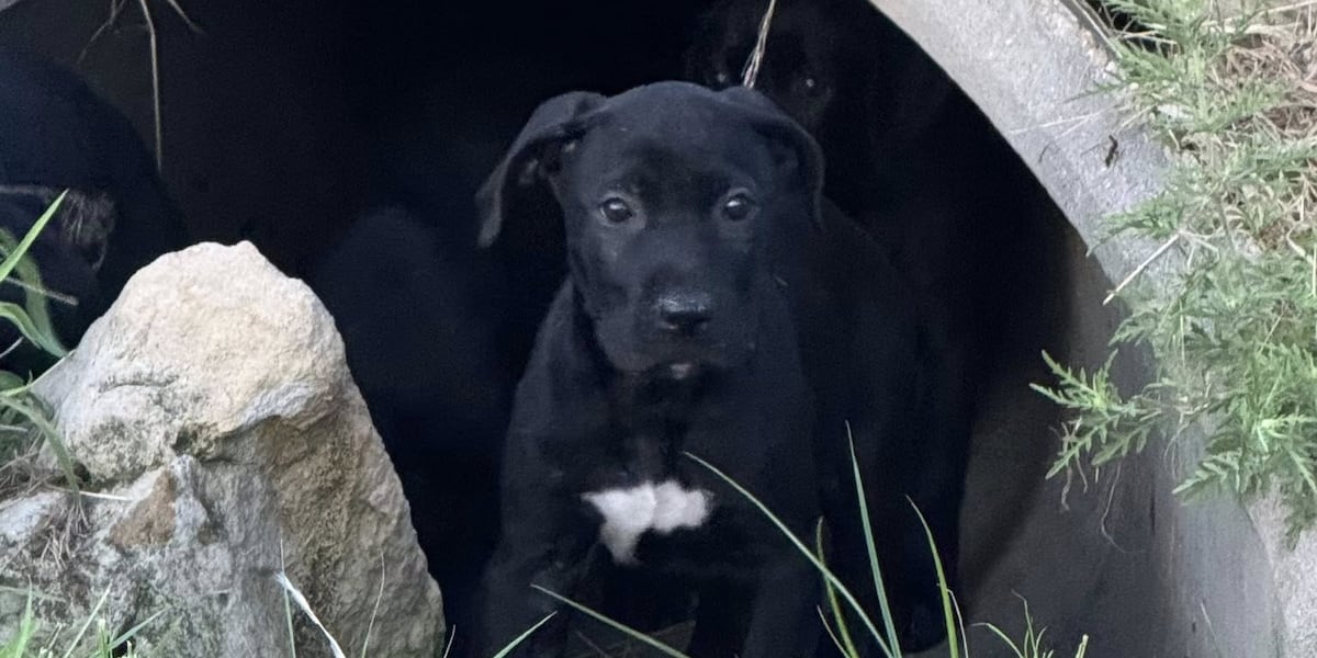 Kansas Humane Society rescues 6 puppies from Wichita storm drain