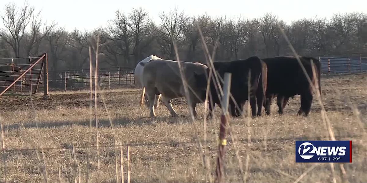 Trump’s Brazil tariffs could spike beef prices in Kansas and beyond