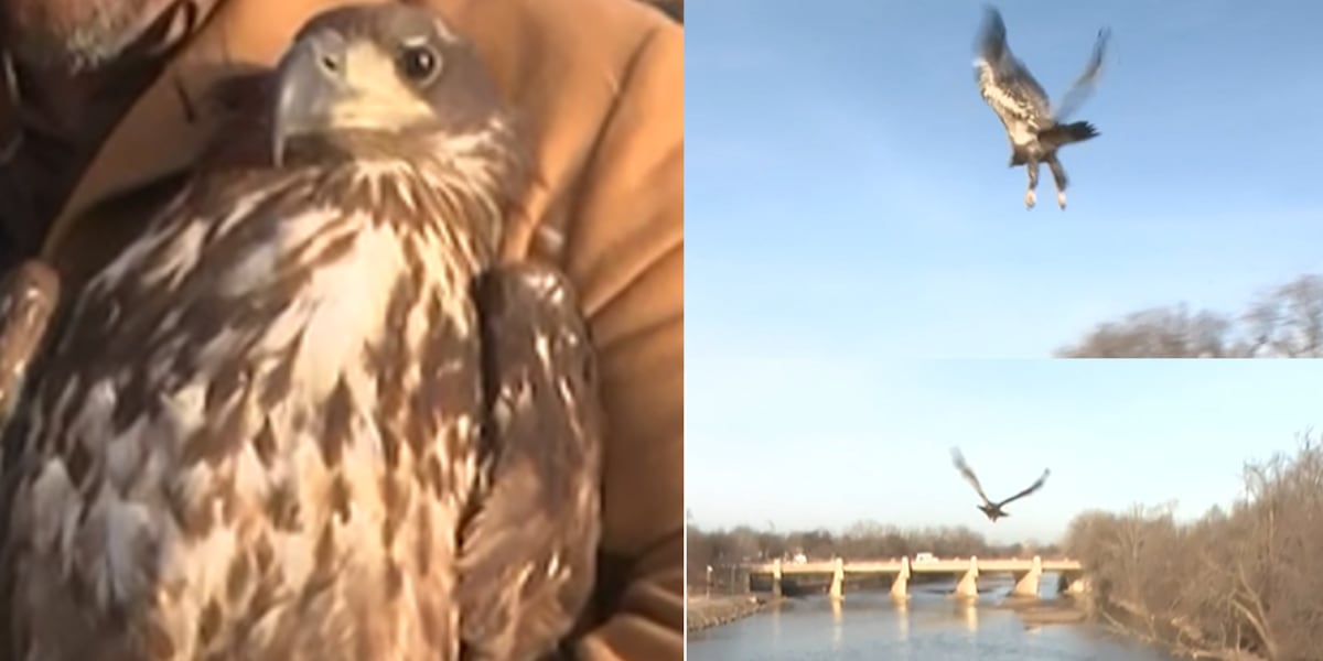 “Freedom” the bald eagle flies again after rehabilitation “Freedom” the bald eagle flies again after rehabilitation