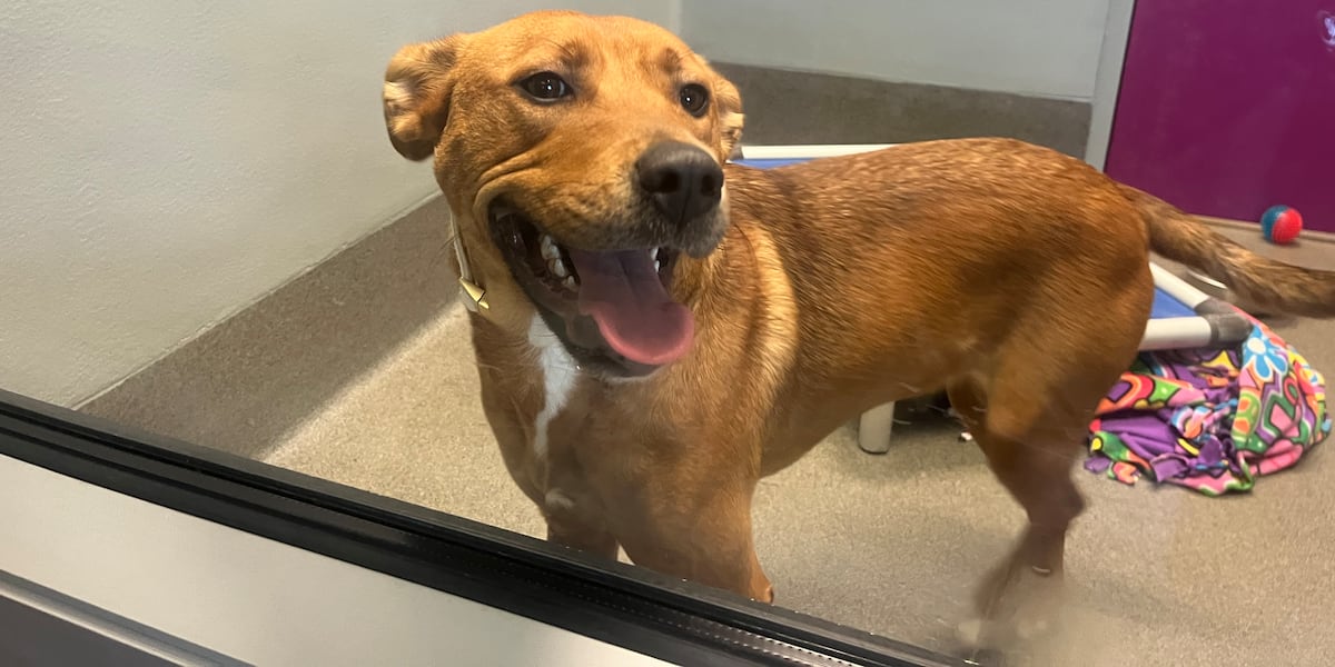 Wichita Rescue Wichita animal shelters ask for help amid overwhelming pet surrenders