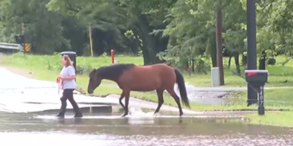 Flooding in Derby's High Park, surrounding area forces horses to higher ground
