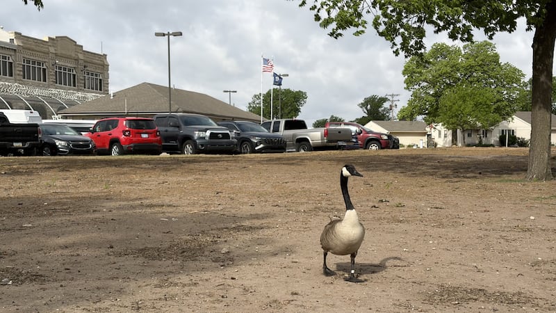 The geese have caused damage to roofs, landscape and staff vehicles.