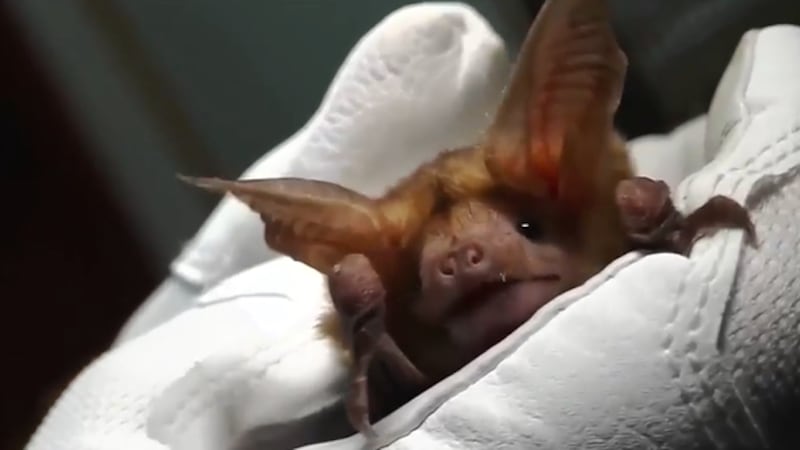 bat