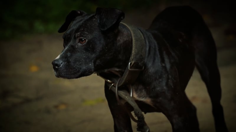 A dog spotted chained up at an alleged dogfighting ring