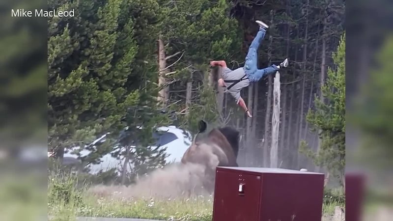 A grandfather is recovering in the hospital after a bison attack at Yellowstone National Park...