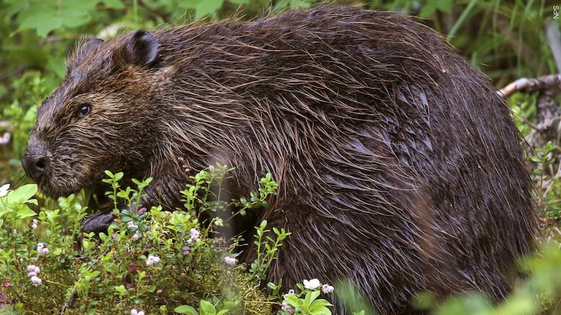 A large part of a Maryland state park is closed after a 19-year-old was attacked by a beaver....
